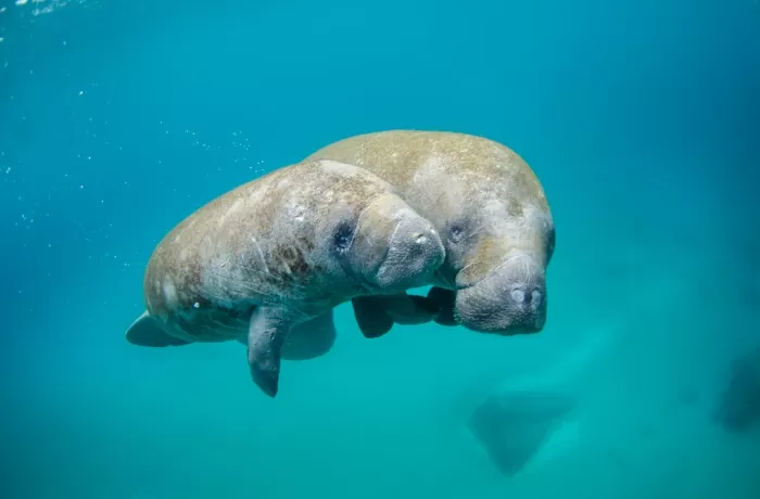 Celebrity-driven fundraising for marine conservation projects