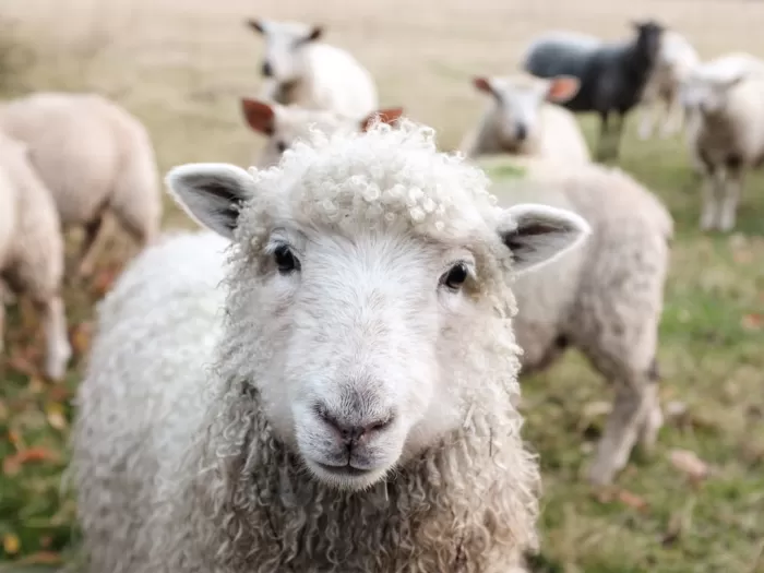 American TV personalities supporting local food systems