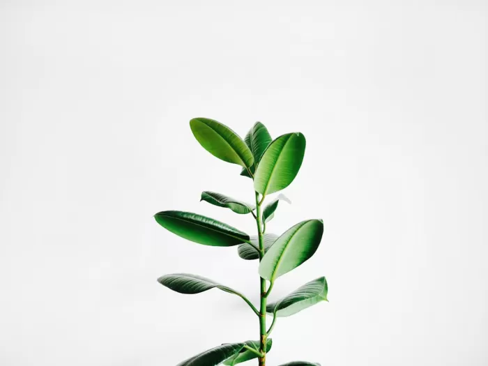 Future of Plant-Based Foods in the US Market