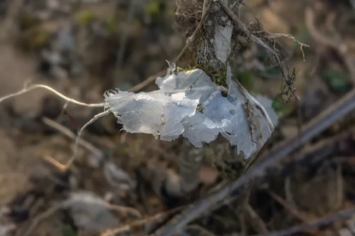 Impact on the Environment